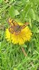 Wall Brown at South Fambridge (Paul Baker) (123345 bytes)