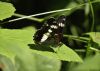 White Admiral at Belfairs Great Wood (Vince Kinsler) (50700 bytes)