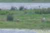 Greylag Goose at Bowers Marsh (RSPB) (Richard Howard) (93981 bytes)
