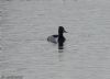 Ring-necked Duck at Bowers Marsh (RSPB) (Jeff Delve) (58265 bytes)
