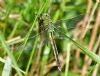 Emperor Dragonfly at Bowers Marsh (RSPB) (Graham Oakes) (81683 bytes)