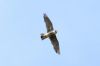 Peregrine Falcon at Bowers Marsh (RSPB) (Matt Bruty) (17750 bytes)