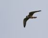 Red-footed Falcon at Bowers Marsh (RSPB) (Gordon Appleton) (16291 bytes)