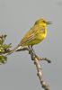 Yellow Wagtail at Bowers Marsh (RSPB) (Graham Oakes) (31418 bytes)