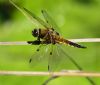 Four-spotted Chaser at Bowers Marsh (RSPB) (Graham Oakes) (54109 bytes)