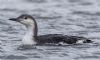 Black-throated Diver at Gunners Park (Andrew Armstrong) (51637 bytes)
