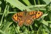 Wall Brown at West Canvey Marsh (RSPB) (Richard Howard) (82437 bytes)