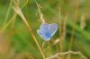 Common Blue at Vange Marsh (RSPB) (Richard Howard) (35009 bytes)