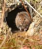 Northern Water Vole at Bowers Marsh (RSPB) (Graham Oakes) (169134 bytes)