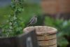 Black Redstart at Westcliff (Andrew Armstrong) (38112 bytes)