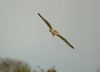 Short-eared Owl at Two Tree Island (West) (Sally Brierley) (21473 bytes)