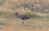 Glossy Ibis at Wat Tyler Country Park (Tim Bourne) (95009 bytes)