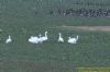 Whooper Swan at Wallasea Island (RSPB) (Richard Howard) (78031 bytes)