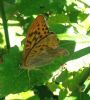 Silver-washed Fritillary at Belfairs N.R. (Paul Griggs) (85794 bytes)