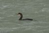 Shag at Canvey Point (Jeff Delve) (43450 bytes)