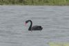 Black Swan at Bowers Marsh (RSPB) (Richard Howard) (83094 bytes)