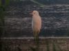 Cattle Egret at Vange Marsh (RSPB) (Tim Bourne) (51700 bytes)
