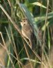 Marsh Warbler at Benfleet Downs (Jeff Delve) (70739 bytes)
