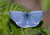 Holly Blue at Canewdon (Jeff Delve) (57425 bytes)
