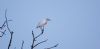 Cattle Egret at Two Tree Island (Steve Arlow) (67796 bytes)