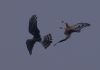 Hen Harrier at Wallasea Island (RSPB) (Jeff Delve) (18853 bytes)