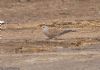 Turtle Dove at Lower Raypits (Jeff Delve) (82746 bytes)
