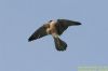 Red-footed Falcon at Vange Marsh (RSPB) (Richard Howard) (46945 bytes)
