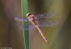 Norfolk Hawker at Doggetts Pits (Jeff Delve) (34705 bytes)