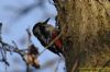 Great Spotted Woodpecker at Hockley Woods (Richard Howard) (71750 bytes)