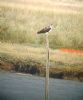 Osprey at Wakering Stairs (Paul Griggs) (80998 bytes)