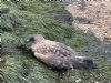 Great Skua at Wakering Stairs (Marc Outten) (196830 bytes)