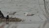 Caspian Gull at Wat Tyler Country Park (Steve Arlow) (63212 bytes)