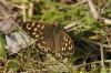 Speckled Wood at Canvey Wick (Richard Howard) (131191 bytes)