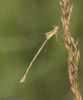 Southern Emerald Damselfly at Canvey Way (Jeff Delve) (38048 bytes)