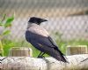 Hooded Crow at Shoebury Coastguards (Paul Baker) (81467 bytes)