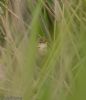 Marsh Warbler at Benfleet Downs (Jeff Delve) (50421 bytes)