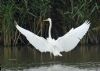 Great White Egret at Bowers Marsh (RSPB) (Graham Oakes) (74079 bytes)