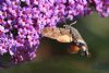 Butterflies and Moths at Benfleet Downs (Mike Bailey) (75157 bytes)