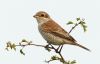 Red-backed Shrike at Private site with no public access (Steve Arlow) (40847 bytes)