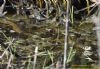 Grass Snake at Benfleet Downs (Richard Howard) (93970 bytes)