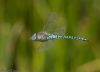Southern Migrant Hawker at Benfleet Downs (Jeff Delve) (28065 bytes)