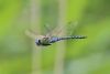 Southern Migrant Hawker at West Canvey Marsh (RSPB) (Tim Bourne) (25124 bytes)