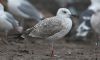 Caspian Gull at Private site with no public access (Steve Arlow) (48077 bytes)