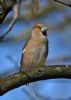 Hawfinch at West Wood (Graham Oakes) (55853 bytes)