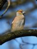 Hawfinch at West Wood (Graham Oakes) (49791 bytes)