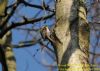 Treecreeper at Pound Wood (Richard Howard) (140359 bytes)