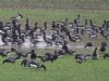 Barnacle Goose at Benfleet Creek (Mike Clarke) (86400 bytes)