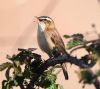 Sedge Warbler at West Canvey Marsh (RSPB) (Vince Kinsler) (69016 bytes)
