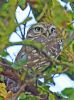 Little Owl at Bowers Marsh (RSPB) (Graham Oakes) (82084 bytes)
