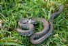 Grass Snake at Canewdon (Jeff Delve) (115058 bytes)